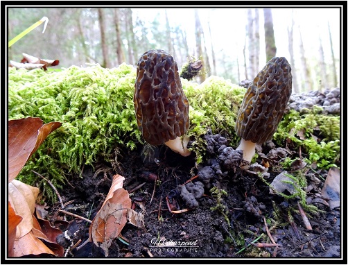 morilles de Haute Savoie
