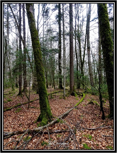 Bois de Haute Savoie