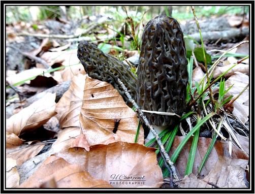 morilles de Haute Savoie