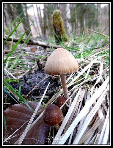 Champignon de Huate Savoie
