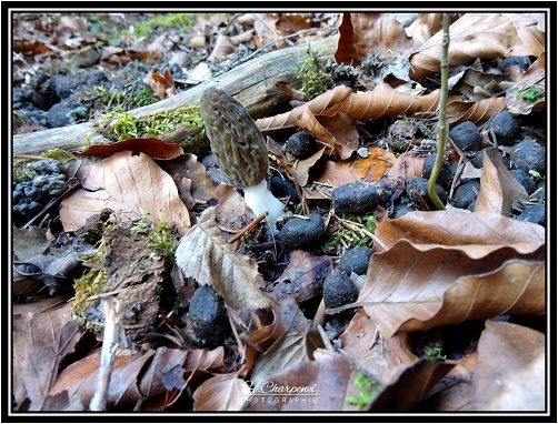 Morille de Haute Savoie