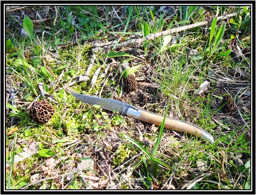 Morilles de l'Isère