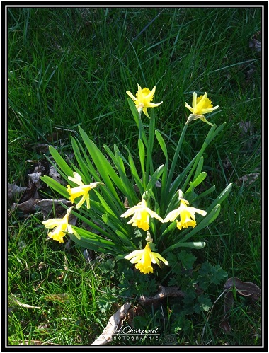 Jonquilles de l'Isre