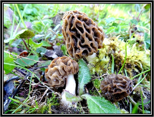 Morilles de l'Isère