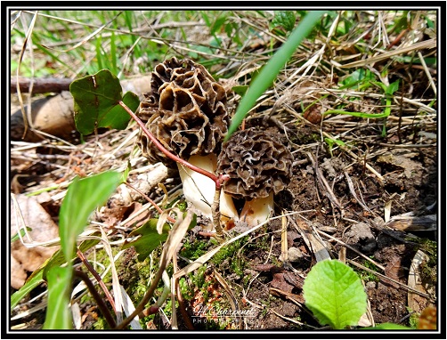 Morilles de l'Isre