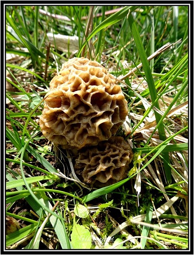 Morilles de l'Isre