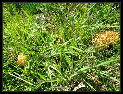 Morilles de l'Isère
