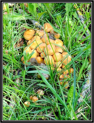 Champignon d'Isère