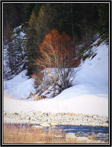 Le Guil
