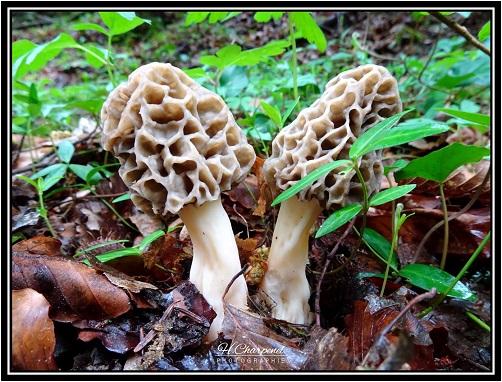 morilles de Savoie