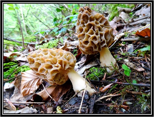 morilles de Savoie