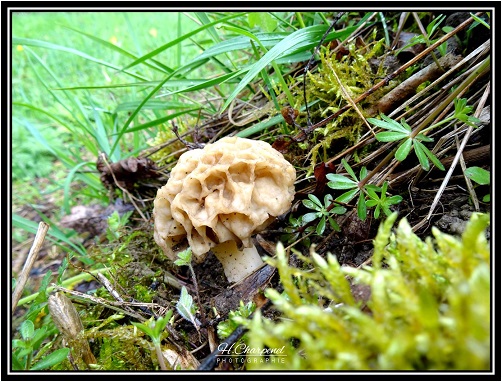 Morille du Jura