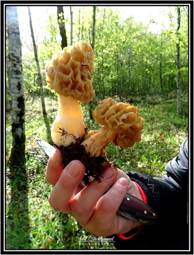 Morilles du Jura