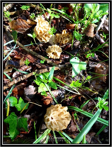 Morilles du Jura