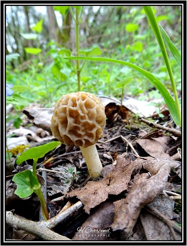 Morilles de Haute Savoie