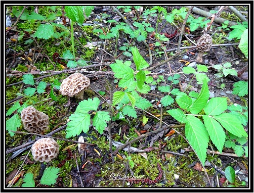 Morilles de Haute Savoie
