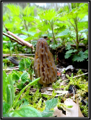 Morille de Haute Savoie