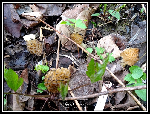 Morillons de Haute Savoie