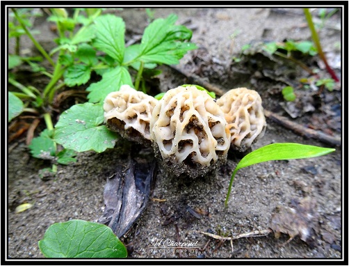 Morilles de Haute Savoie