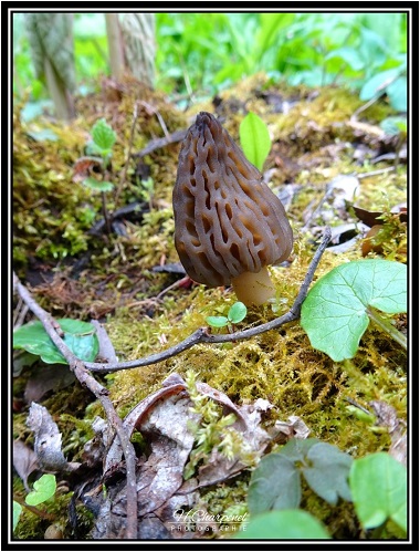 Morille de Haute Savoie