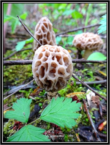 Morilles de Haute Savoie