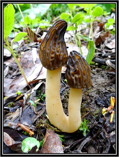 Morillons de Haute Savoie