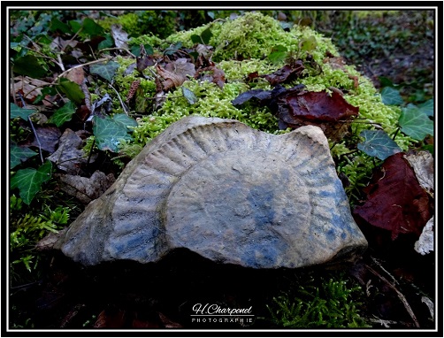Fossile d'amonite