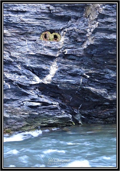 Nids d'oiseaux