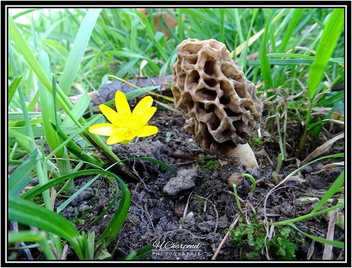 Morilles de l'Isère
