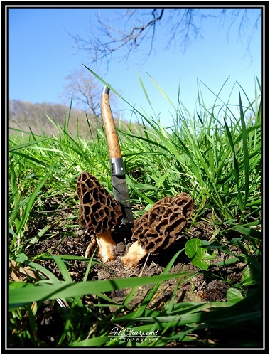 Morilles de l'Isère