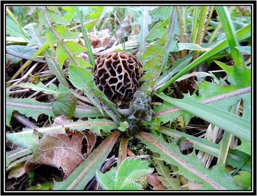 Morilles avec pissenlit