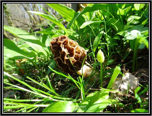 Morilles de l'Isère