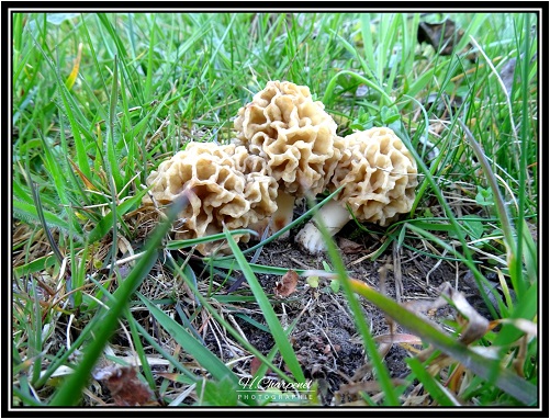 Morilles e l'Isère