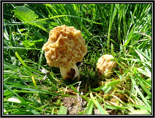 Morilles de l'isre