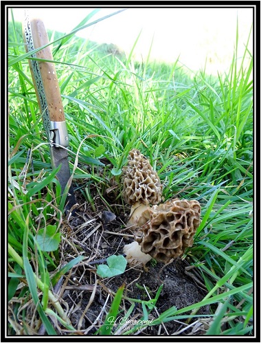 Morilles de l'Isre