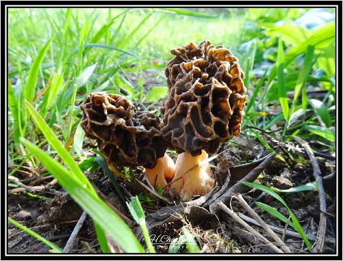 Morilles de l'Isère