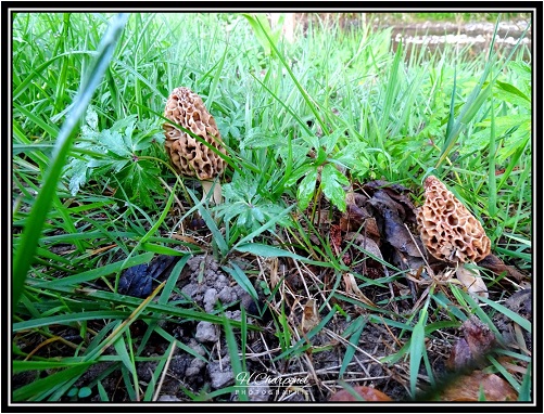 Morilles de l'Isère