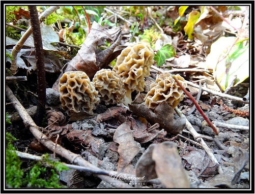 Morilles de l'Ain