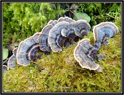 Champignon de l'Ain