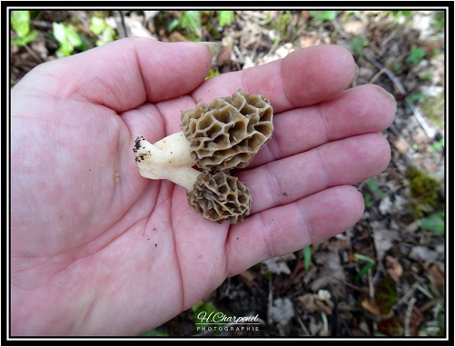 Morilles Jumelles