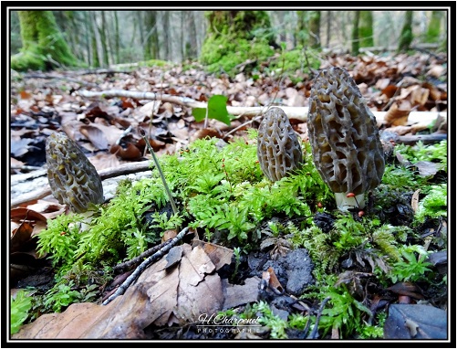 Morilles de Haute Savoie