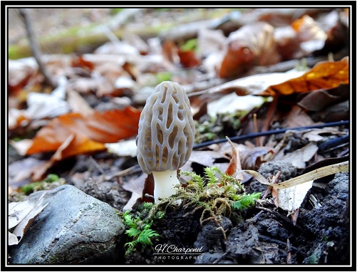 Morille de Haute Savoie