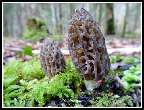 Morilles de Haute Savoie