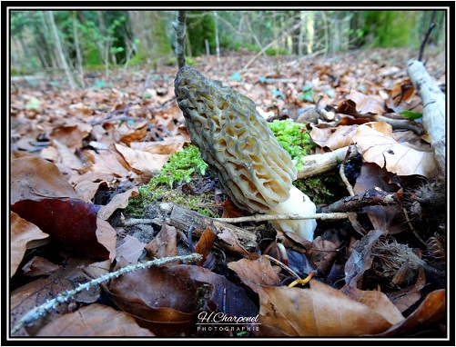 Morille de Haute Savoie