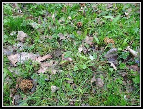 Morilles de l'Isère