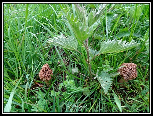 Morilles de l'Isère