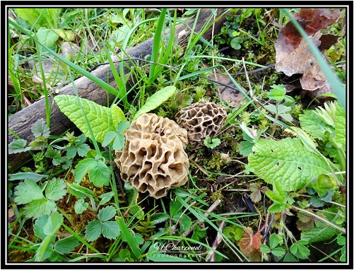 Morilles de l'Isre