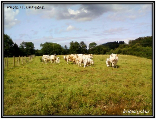 Les vaches du beaujolais