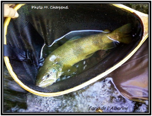 Truite fario sauvage de l'Albarine