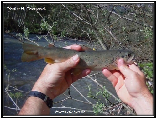 Fario du Borne